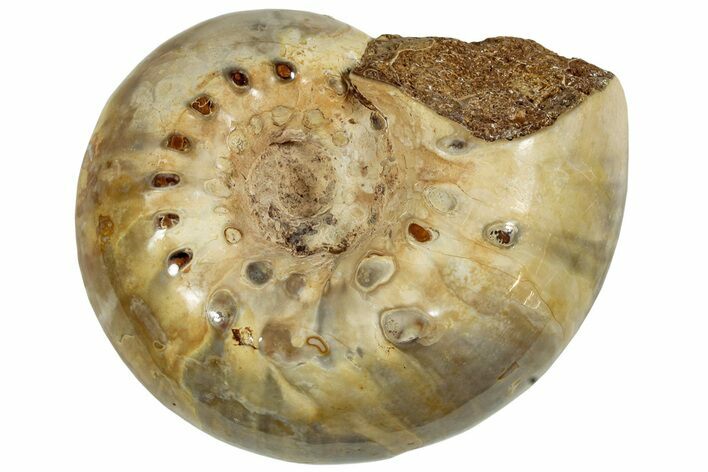 Thick, Jurassic Ammonite Fossil - Sakaraha, Madagascar #230223